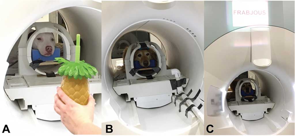 Aprendizaje neural rápido en perros.