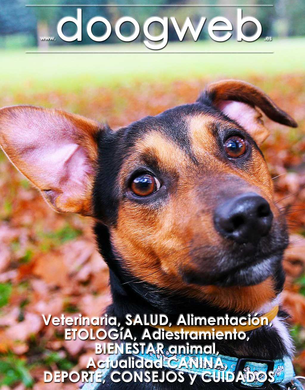 Revista gratis doogweb nº 73, octubre 2018