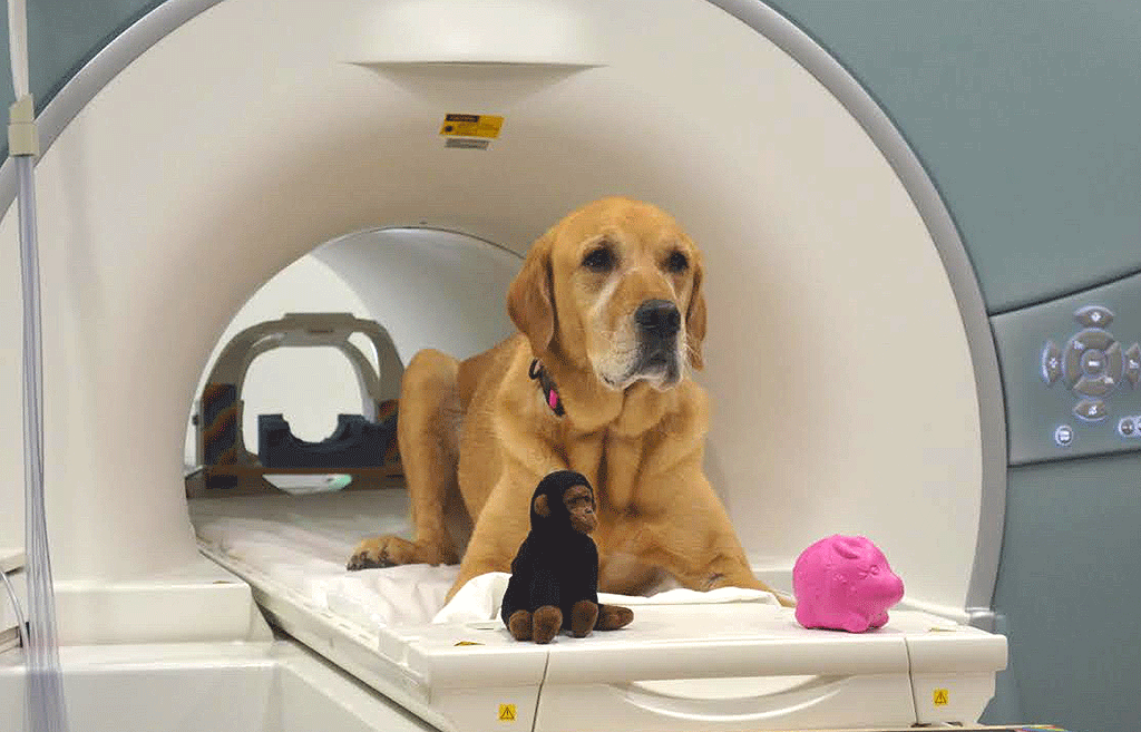 La ciencia quiere saber cómo nos entienden los perros.