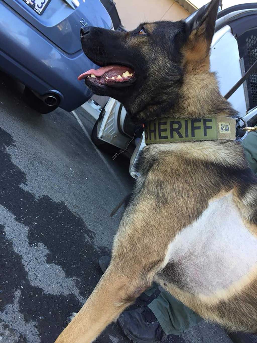  A police dog is another agent (at least in the US). 