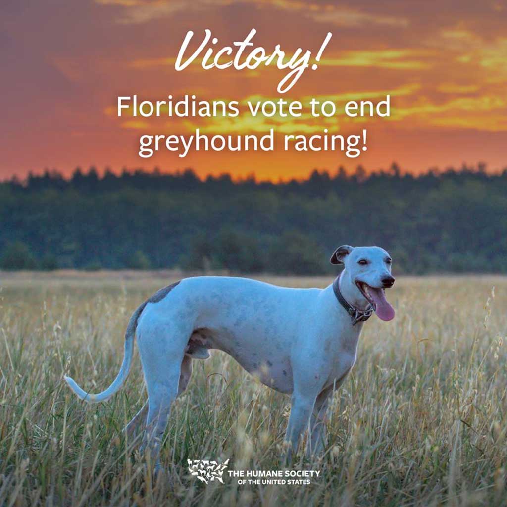 Florida aprueba la Enmienda 13 para poner fin a las carreras de galgos.