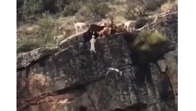 Varios perros y un ciervo caen por un acantilado durante una montería.