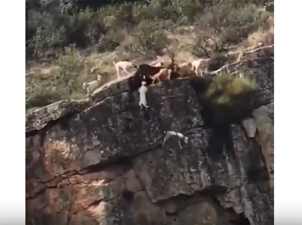 Varios perros y un ciervo caen por un acantilado durante una montería.