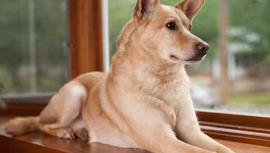 Metacognición en perros: ¿Saben los perros cuando están equivocados?