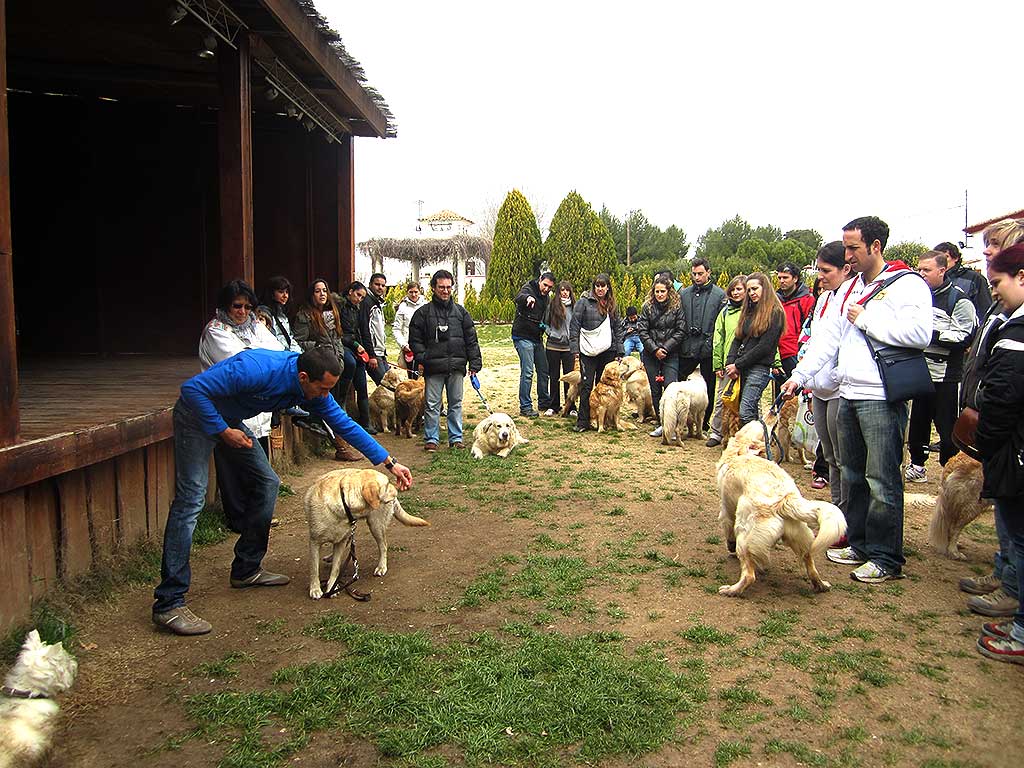 Regálate un Curso avanzado de educación canina.