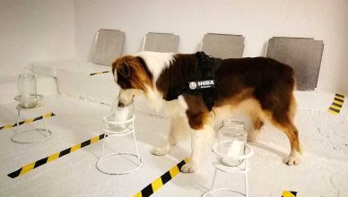 Perro detector de Leishmania: "Un perro ayudando a otro perro".
