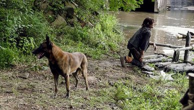 El perro de The Walking Dead está en peligro (en la ficción claro)
