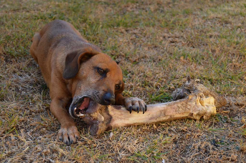 Dietas a base de vegetales (veganas) para mascotas: una encuesta sobre las actitudes y prácticas de alimentación de los dueños de perros y gatos.