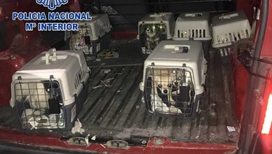 La Policía Nacional desmantela un criadero ilegal de chihuahuas y rescata doce perros encerrados en una vivienda.
