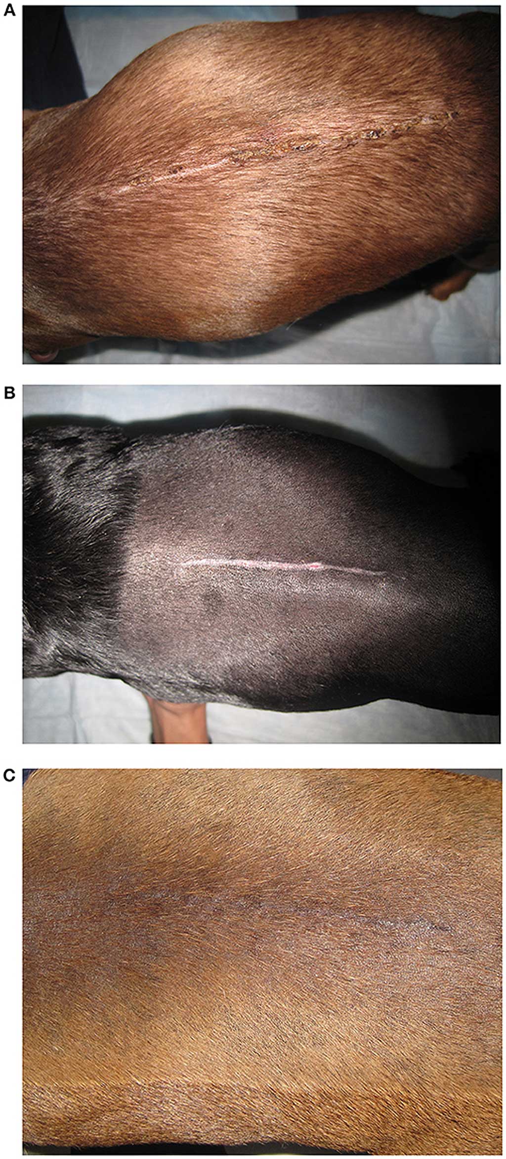 El tratamiento láser para perros mejora la cicatrización.