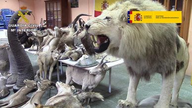 Operación “Taxideralia”, Lucha contra el Tráfico de Especies Silvestres