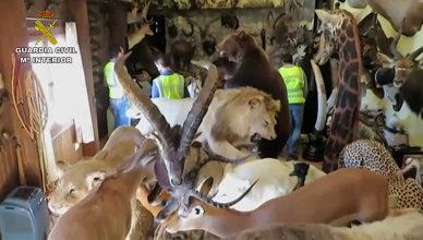 La Guardia Civil desarticula una red de comercio ilegal de animales de especial protección. Han sido recuperadas nuevas piezas de animales disecados en actuaciones desarrolladas en Madrid, Navarra, Cataluña e Illes Ballears.