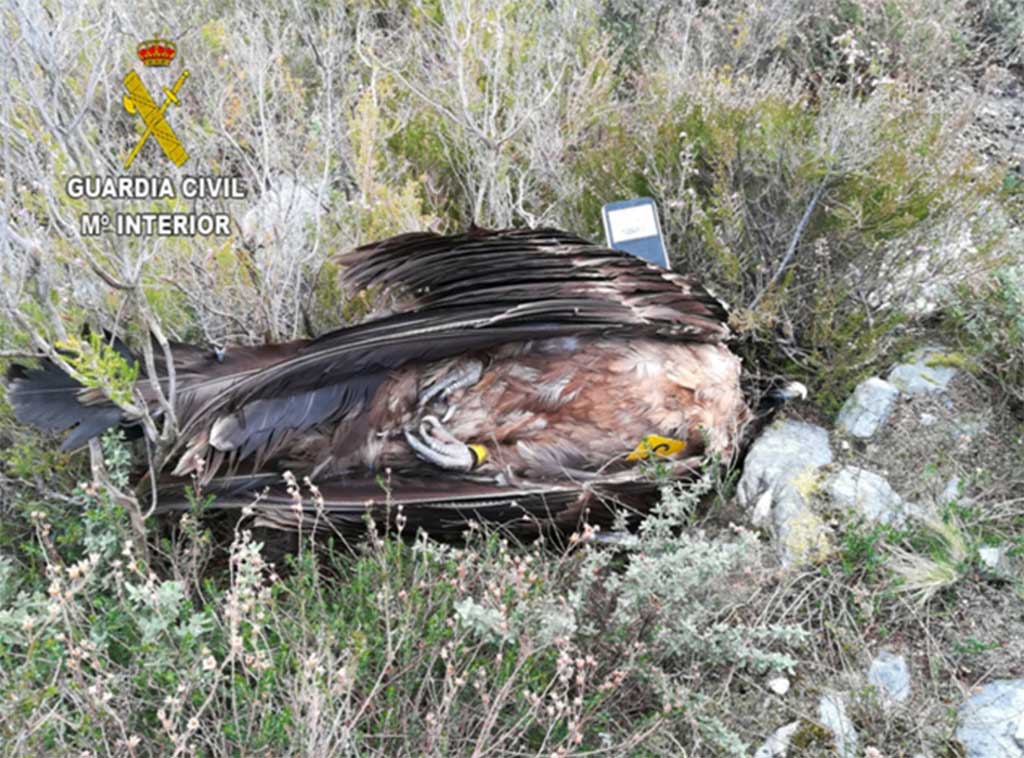 Operación “Antitox VII”, lucha contra el veneno en el monte.