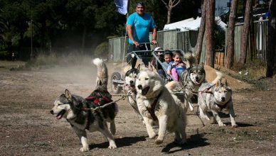 Éxito de la tercera edición del Dog Day by Gos Àrtic, la gran fiesta del deporte con perros y la tenencia responsable de animales.