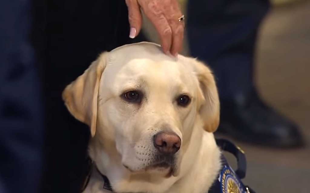 Premio para Sully, el perro de George H.W. Bush.