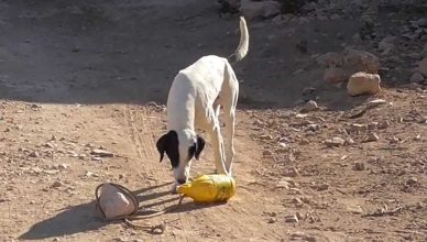 Estudio sobre proactividad en perros.