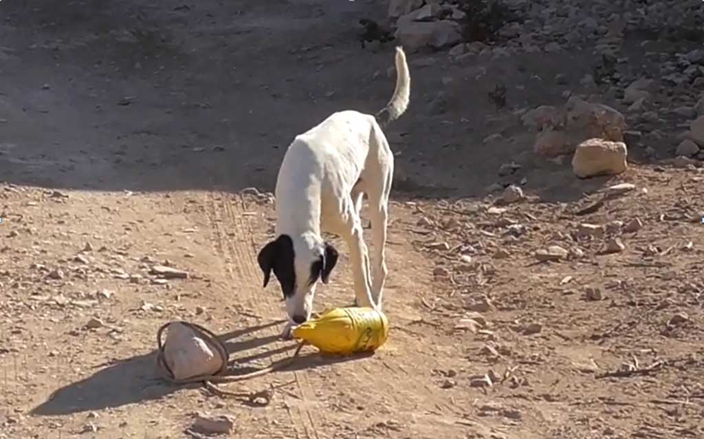 Estudio sobre proactividad en perros.