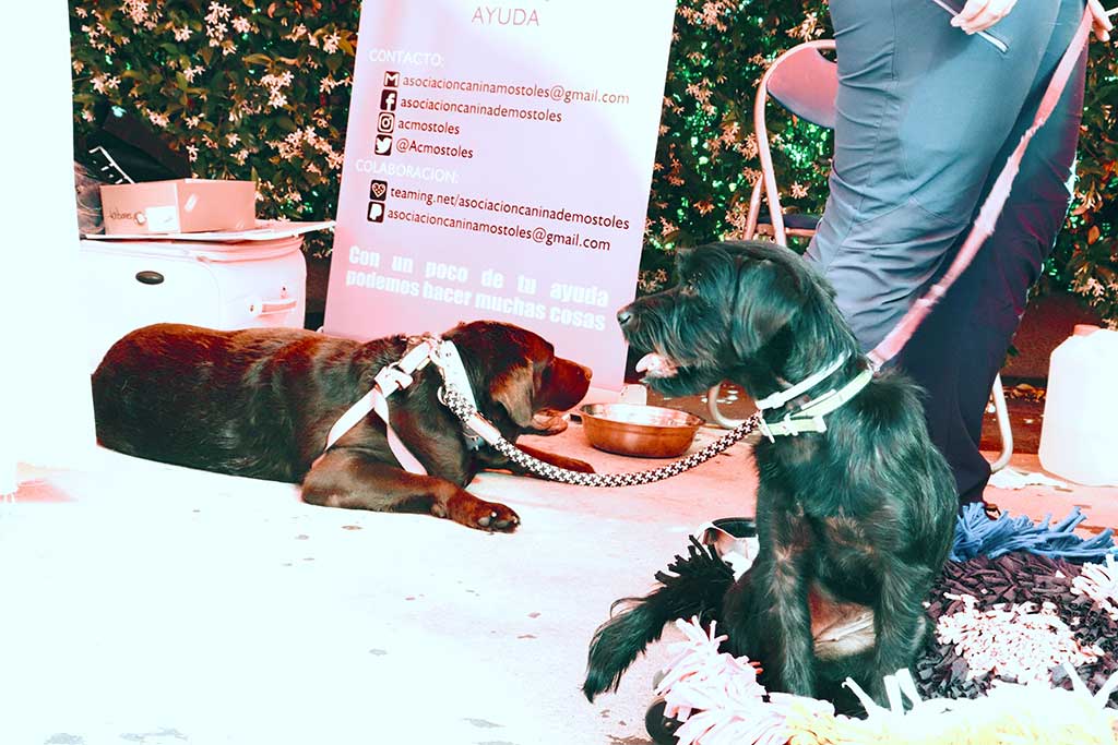 Kiwoko celebró el Día de la Adopción en sus tiendas con motivo del Día del Perro sin Raza.