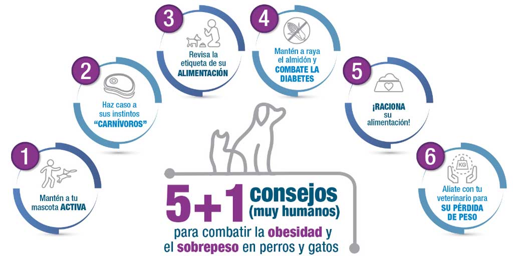 La obesidad y el sobrepeso de animales y humanos es una patología cada vez más presente en los países desarrollados.