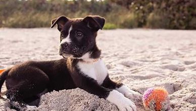 5 tips para disfrutar de un día de playa con tu perro.