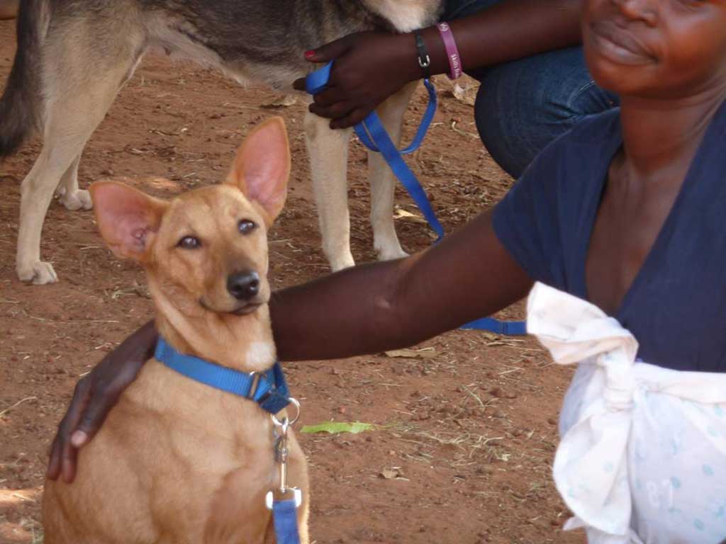 Conmfort Dog Project, en Uganda.