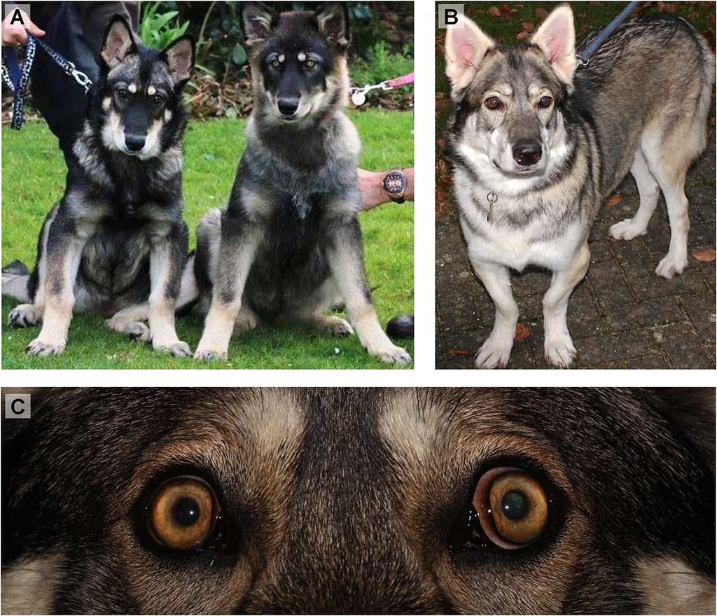 Estudio sobre la displasia oculoesquelética en el perro inuit.