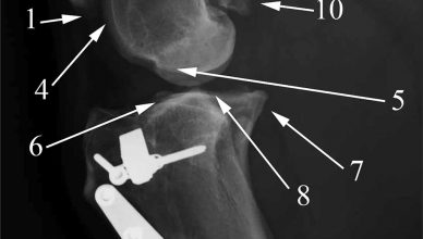 Posible correlación entre osteoartritis en perros e intervención de rotura de ligamento cruzado