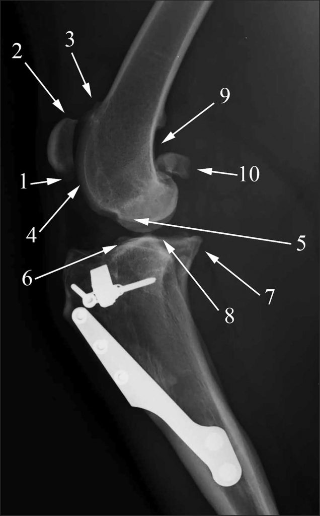 Radiografia Rotura Ligamento Cruzado Anterior Perro Rotura de ligamento cruzado en perros y artritis - www.doogweb.es