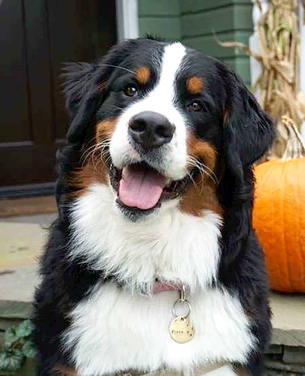 Buen ciudadano canino ¿para cuándo en España?