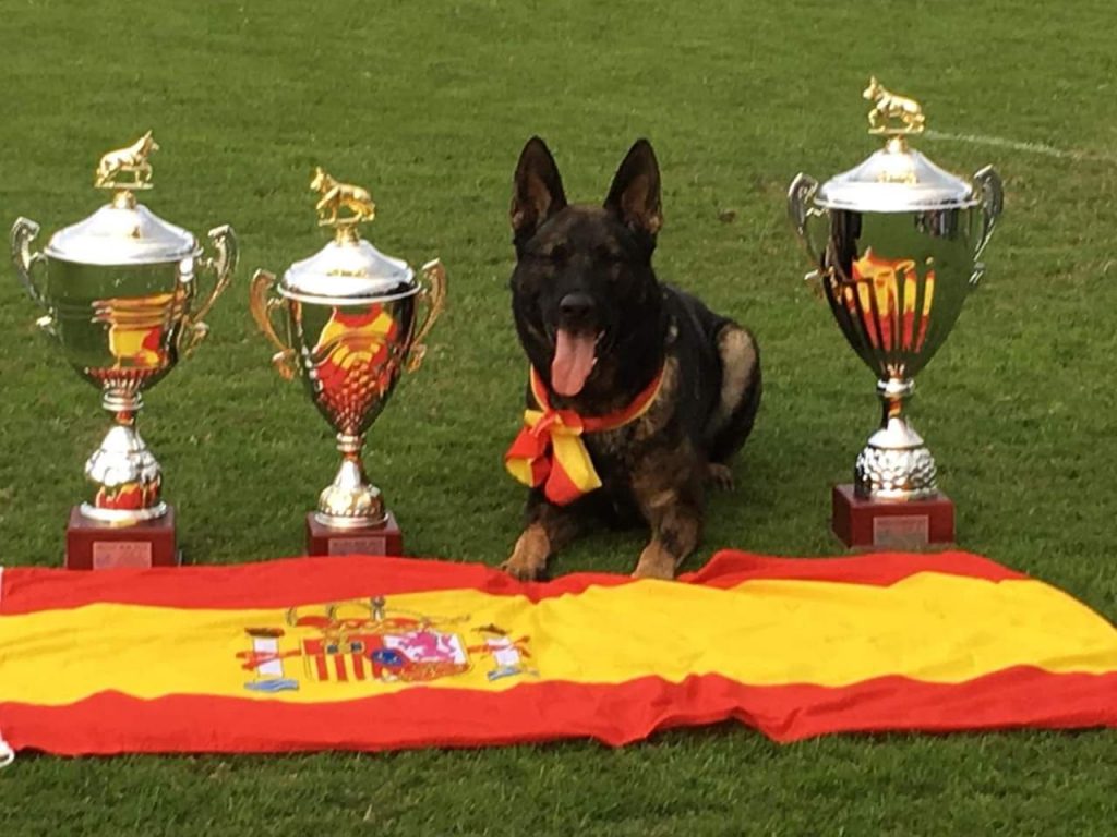 espa-a-en-la-elite-del-campeonato-del-mundo-de-pastor-alem-n-igp-www