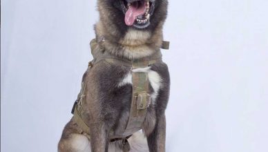 Este es el perro que ayudo a los Delta Force en la operación contra Al Bagdadi.