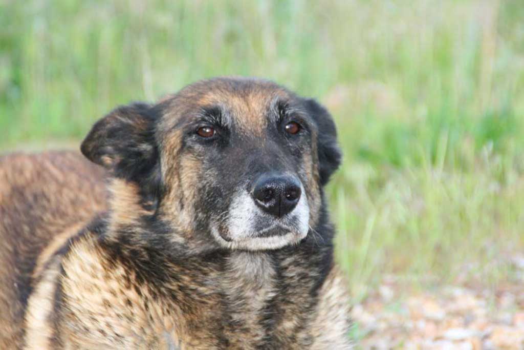 Nariz de Nieve alerta sobre la proliferación de cuidadores para perros sin licencia.