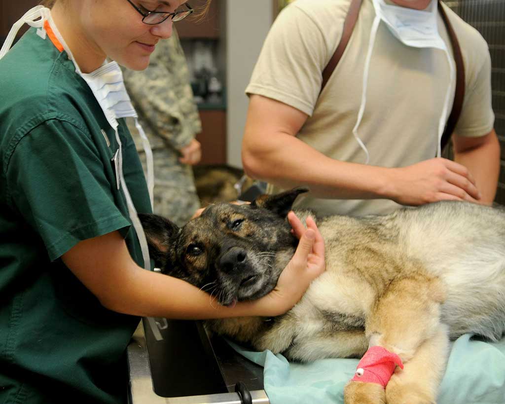 Displasia de cadera en animales de compañía y ortopedia veterinaria.