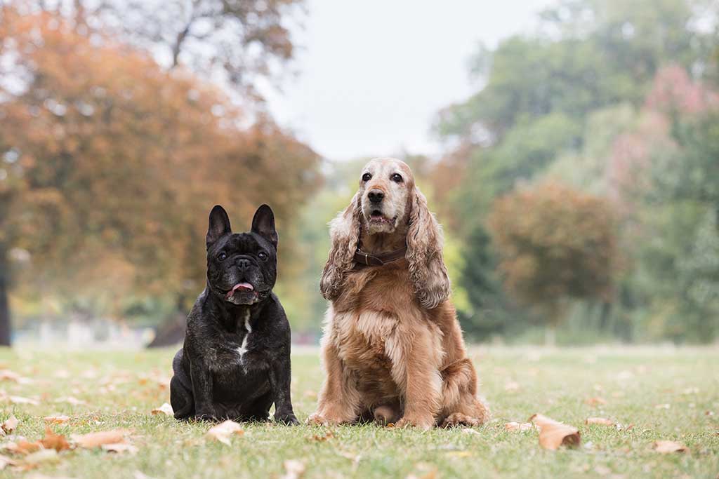 Dominancia en perros cuando conviven varios juntos