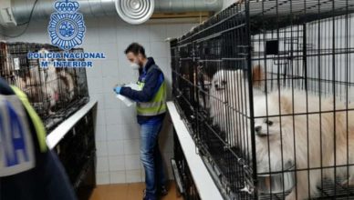 Desmantelados en Madrid dos criaderos ilegales de chihuahuas y rescatados 270 perros.