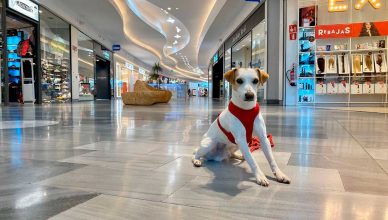 Los centros comerciales, cada vez más "dog friendly".