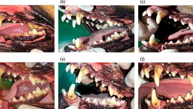 Evaluación de lesiones de dientes en perros Beagle causadas por huesos para eliminar el sarro.