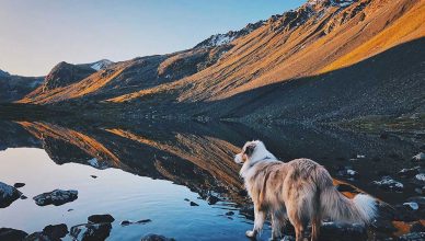 El 3 de marzo se celebra el Día Mundial de la Naturaleza. Edgard & Cooper propone 5 planes con los que disfrutar de la naturaleza junto al mejor amigo del ser humano.