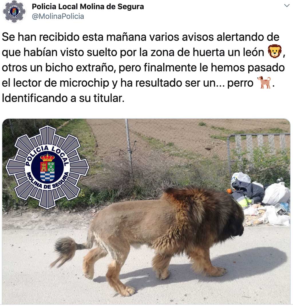 El León de Molina de Segura era... Un perro