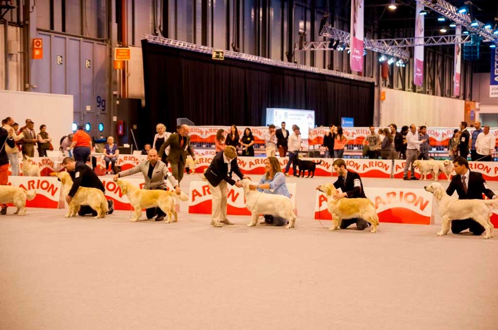 Exposición Mundial Canina-World Dog Show 2020, en IFEMA Madrid.