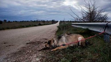 Día Mundial contra el Abandono de Animales: el coronavirus complica la situación en España.