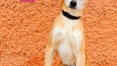 Perroton beca por primera vez en España la adopción responsable de un perro abandonado.