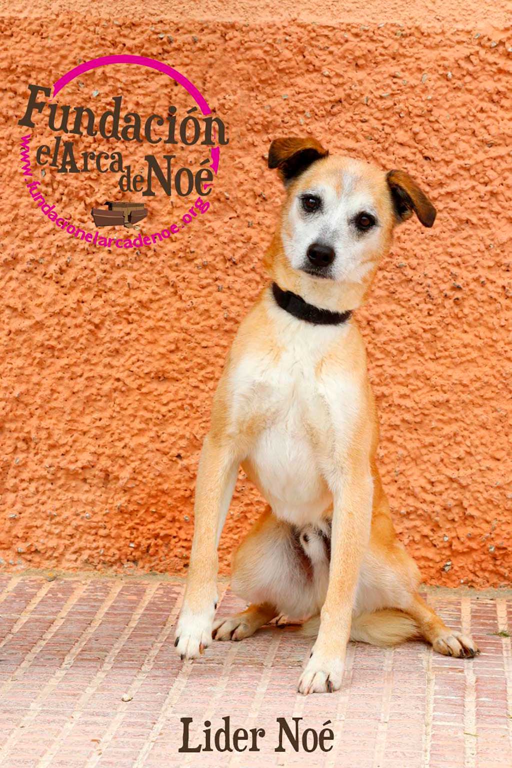 Perroton beca por primera vez en España la adopción responsable de un perro abandonado.