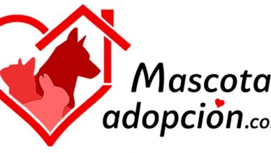 Mascotasadopcion.com, todo lo que se necesita saber para adoptar a una nueva mascota.