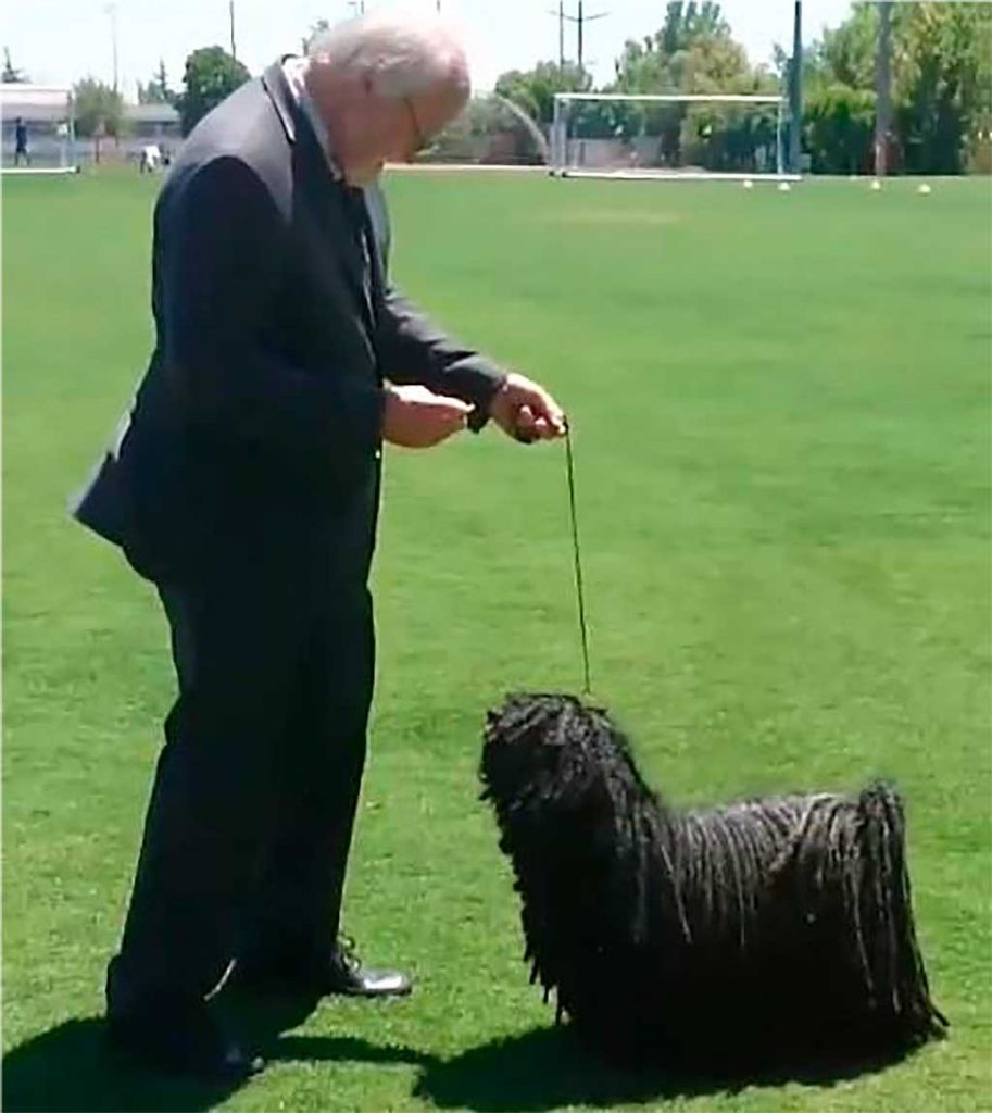 Exposición virtual del American Kennel Club www.doogweb.es