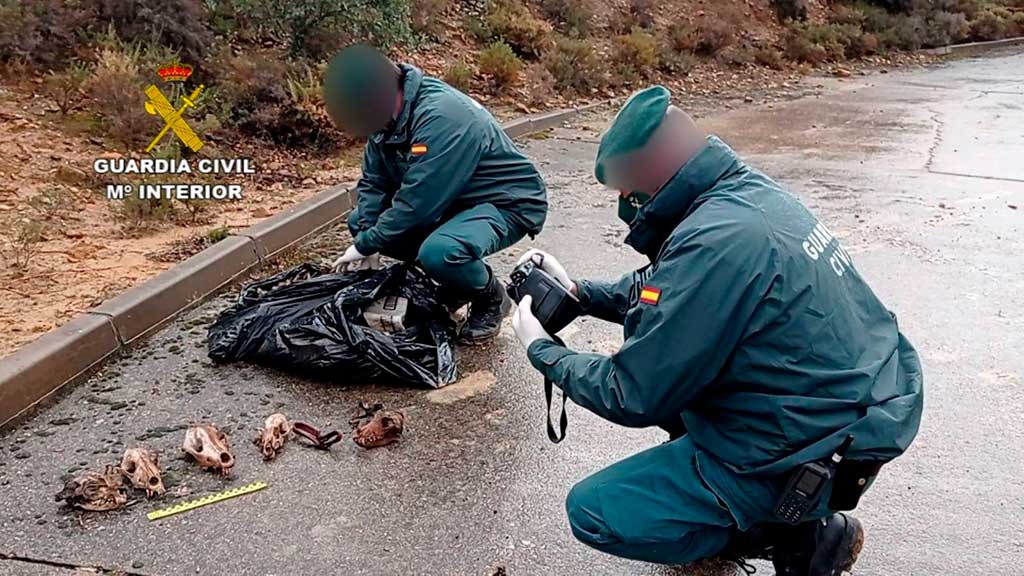 Cementerio ilegal de perros en El Casar.