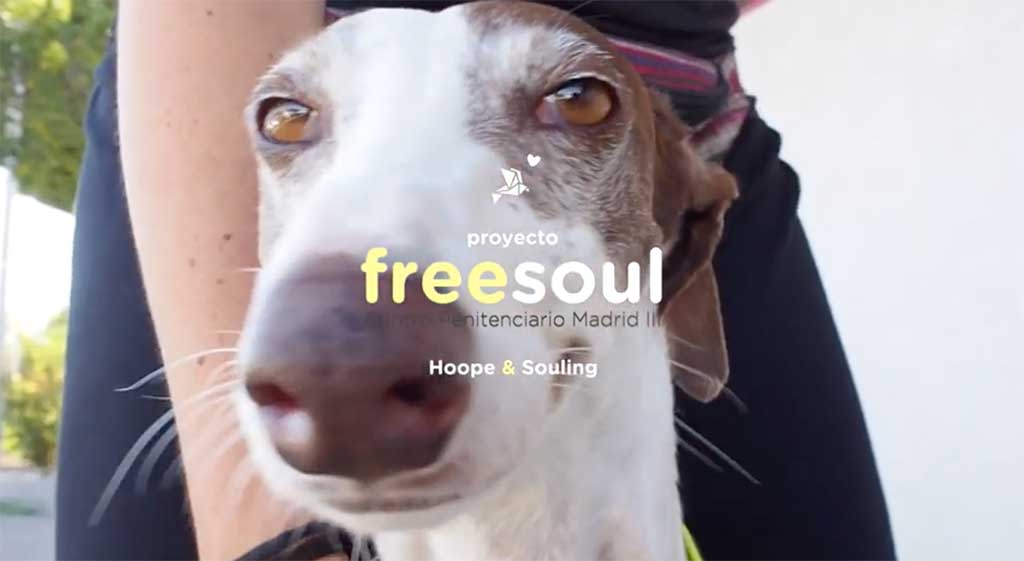 Proyecto Freesoul de Ayuda a la Reinserción de Perros Abandonados.