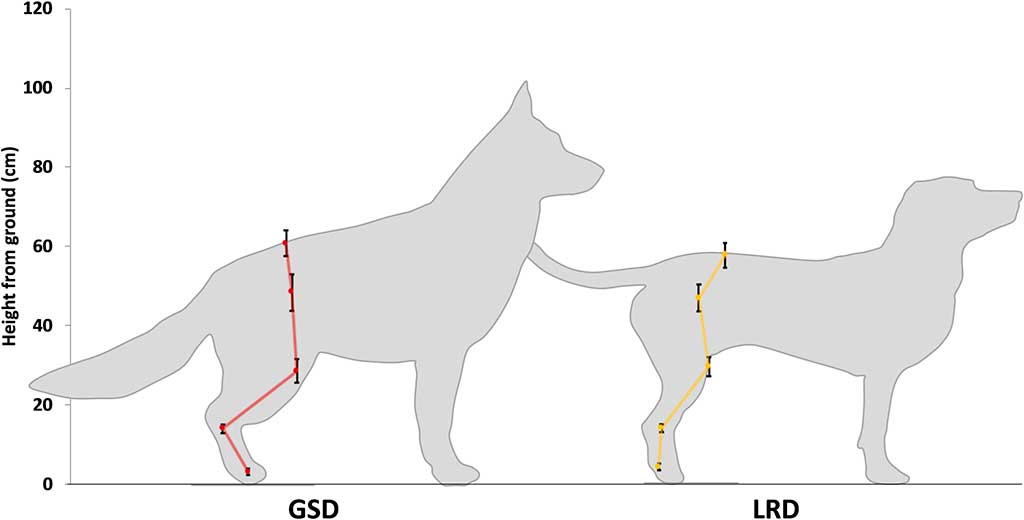Comparación biomecánica entre perros pastor alemán y labrador retriever,
