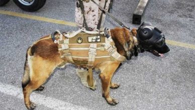 Los perros de intervención de la Fuerza de Guerra Naval Especial de la Armada española.