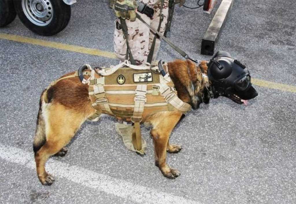 Los perros de intervención de la Fuerza de Guerra Naval Especial de la Armada española